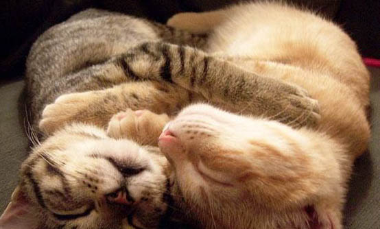 宠物猫飞机怎么托运