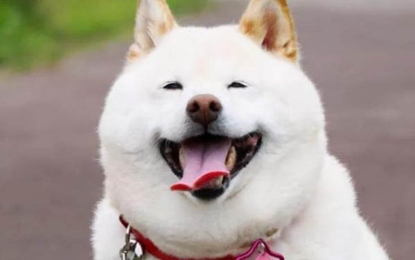如何训练狗坐下呢
