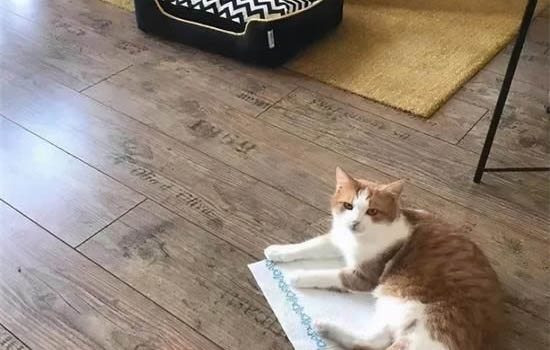 猫咪呕吐但是状态正常