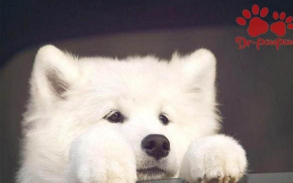 狗狗一直流眼泪怎么回事,还老是眯着眼睛