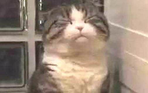 被2.3个月小猫抓了出血怎么办