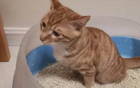 小猫不拉屎肚子特别鼓