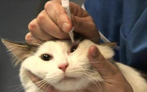 小猫晚上老叫,该怎么办?