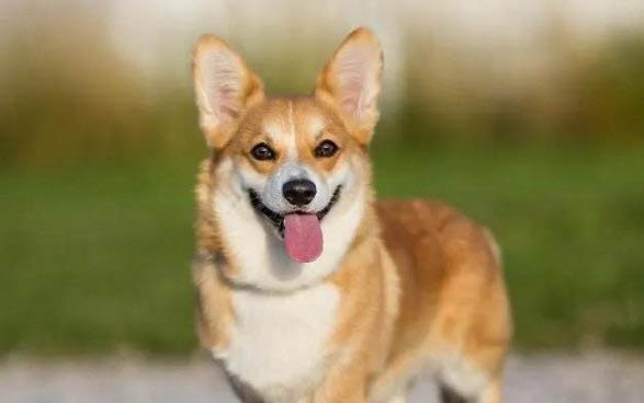 犬干扰素可以给猫用吗