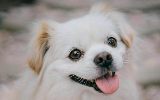 狗便秘怎么快速解决方法