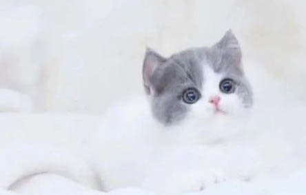 英国短毛猫宠物店大概多少钱