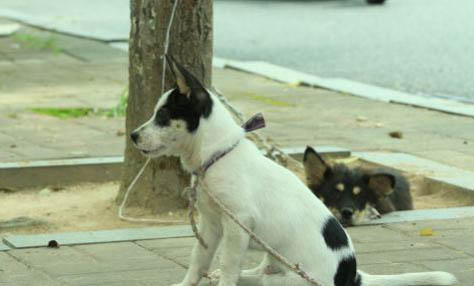 狗狗感染犬瘟初期会吧唧嘴吗怎么办