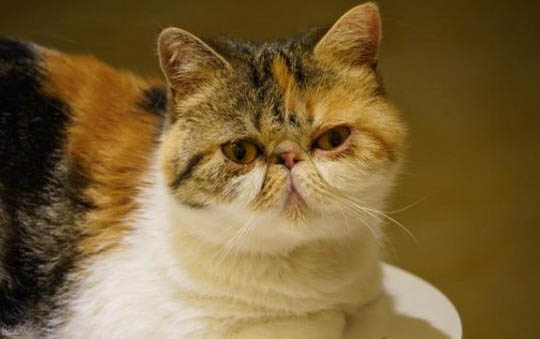 猫咪呕吐腹泻不吃东西的原因有哪些