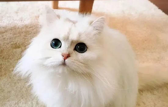 金吉拉猫多少钱一只