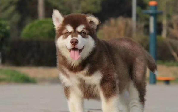 狗怀孕多少天生小狗正常