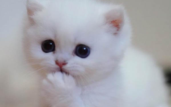 三个月小猫拉软便带血