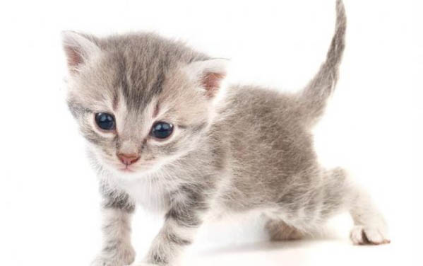 小猫在床上拉尿是什么原因?