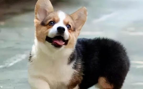 狗狗为什么总打喷嚏呢