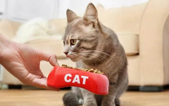 小猫肺炎怎么办