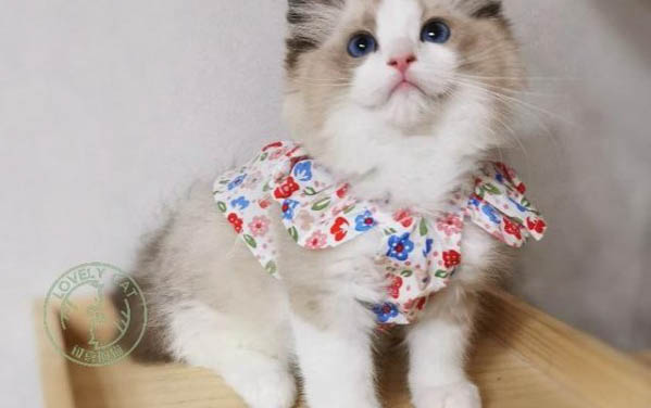 小猫鼻子干是怎么回事