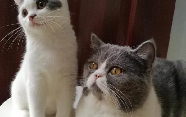 新生小猫几天大便一次算正常