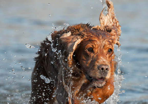 英国可卡犬吐白色粘稠液体的原因及处理方法