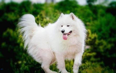 狗狗鼻子干流鼻涕怎么办