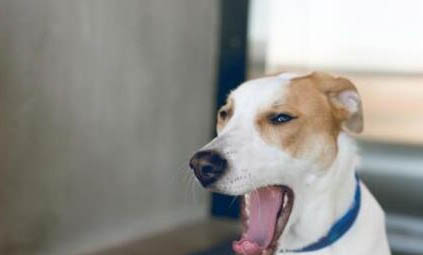 佛兰德牧牛犬一般能活多久