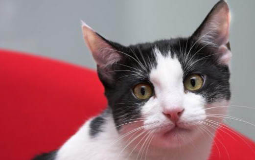 猫白血病的临床特征有哪些
