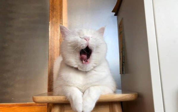 小猫到新家不拉屎
