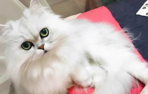 如何喂养金吉拉猫