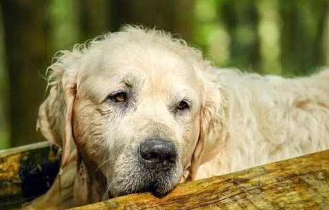 老年犬得了白内障该如何应对
