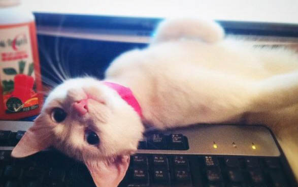 一个月左右的小猫不拉屎怎么办