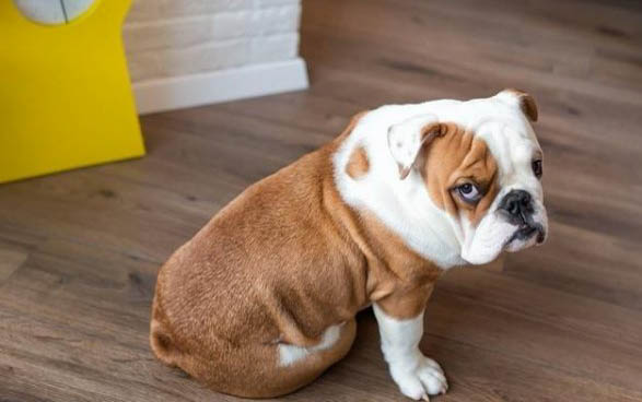 英国斗牛犬为什么突然不爱吃东西