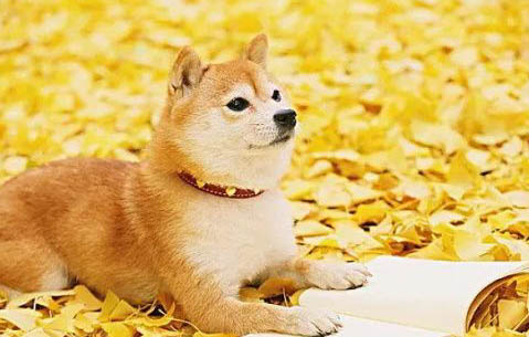 柴犬的智商相当于人几岁