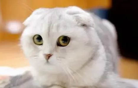 猫咪为什么会产生泪痕