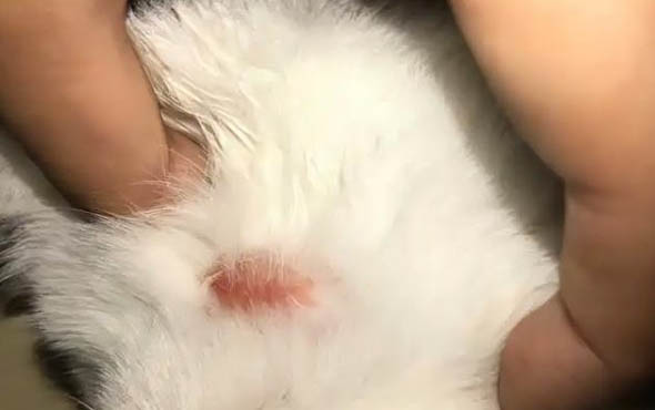 小猫到家多久可以和之前猫咪在一起