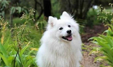 萨摩耶犬会看家吗