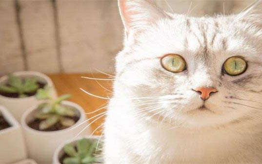 猫咪为什么知道自己犯错了
