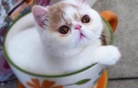 小猫可以吃肉吗