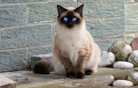 布偶猫会不会抓老鼠?
