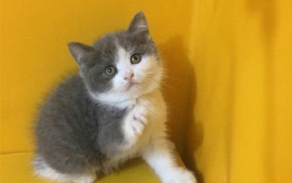 猫砂彻底换一次好心疼
