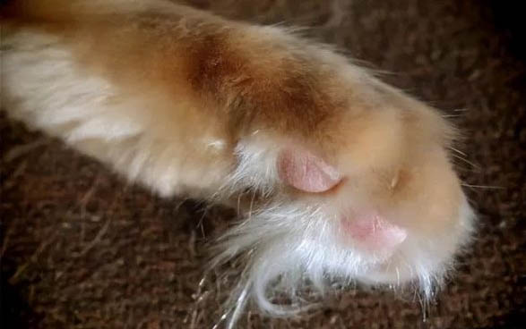 猫咪为什么不爱喝水了