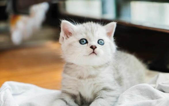 一个月的小猫洗澡后流眼泪、拉肚子