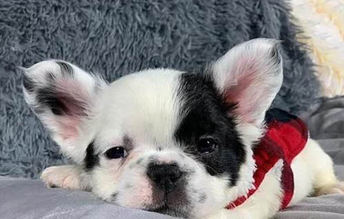 怎么样训练狗狗拿东西