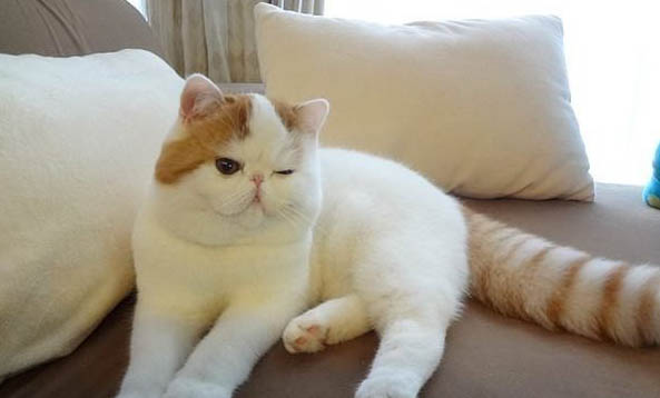 猫咪肋骨断了多久恢复