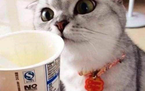 怎么样才可以让小猫不咬人手?