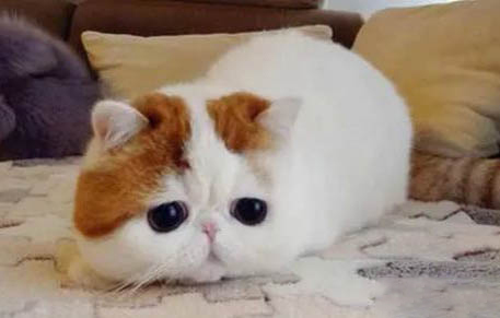 异国短毛猫肚子硬硬的