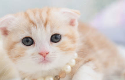 猫眼屎眼泪多,如何处理?