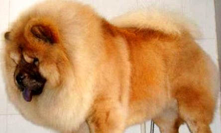 松狮犬多少钱一只 纯种