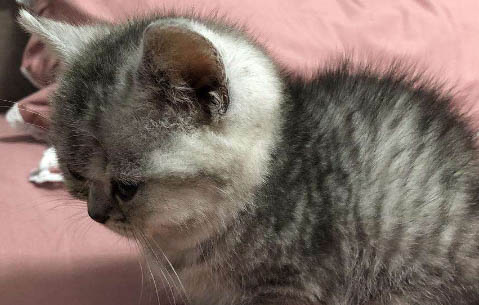 猫一直弓背蹭东西