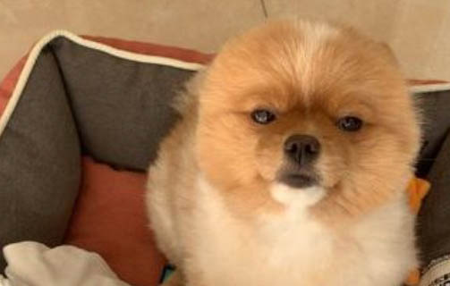 小型犬宠物托运大概要多少钱一个