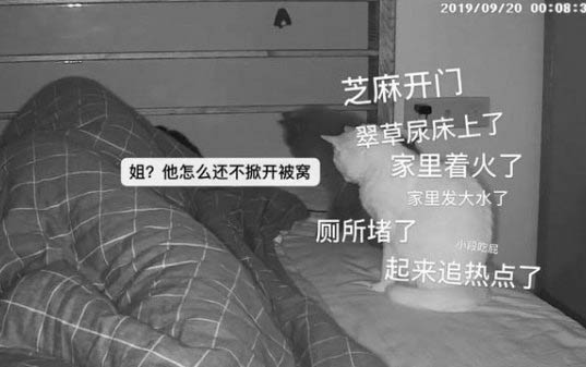 捡来的小猫如何判断多大了