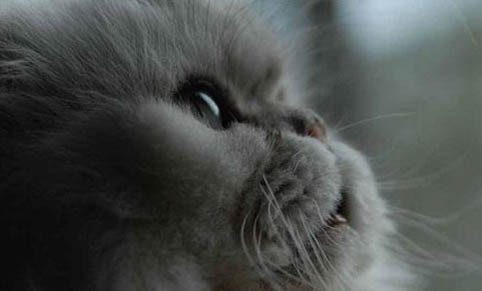 猫为什么会叫春