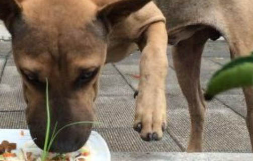狗狗做绝育手术多少钱